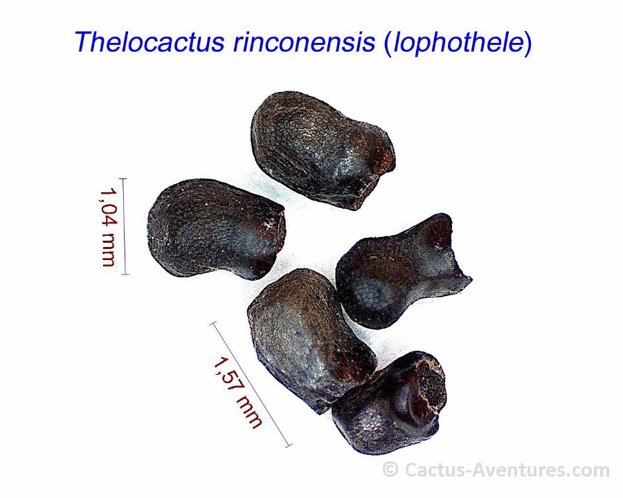 Thelocactus rinconensis (lophothele)
